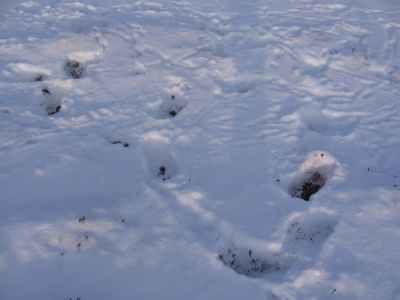 Lumikieppi
Kahdeksan metsälinnun kiepit hangessa
