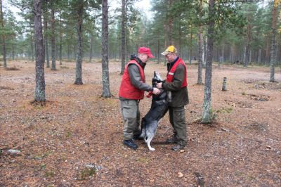 Hirvikoiran valmistelu
Mara saa tutkapannan kaulaansa
