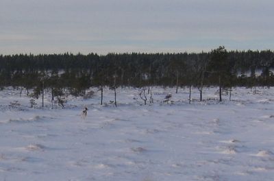 Seisonta
Lintukoirakoulutusta. Nuori Nelli seisoo riekolle. 
