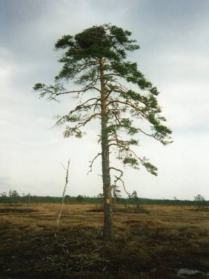 etusivu_kuva1.jpg